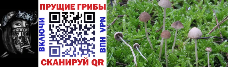 Псилоцибиновые грибы Psilocybe  Мамадыш 